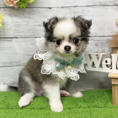 チワワ - 大阪・兵庫のペットショップ｜犬猫・トリミングならピースワン