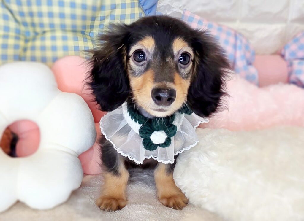 ミニチュアダックスフンド - 大阪・兵庫のペットショップ｜犬猫