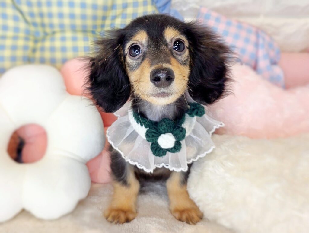 ミニチュアダックスフンド - 大阪・兵庫のペットショップ｜犬猫