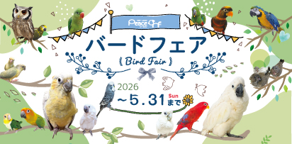 🕊️ピースワン・バードフェア開催🕊️