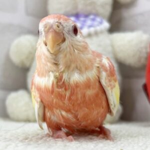 アキクサインコ(ルビノー) 4901064809f5bc1b415ee3dcaccd191a