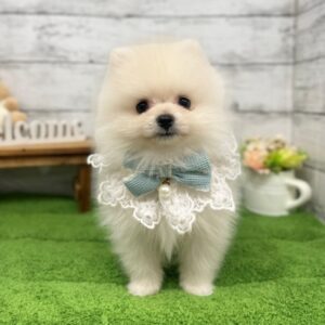 ポメラニアン 6