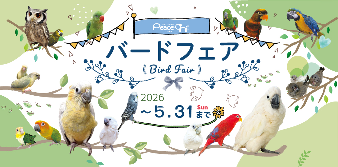 🕊️ピースワン・バードフェア開催🕊️