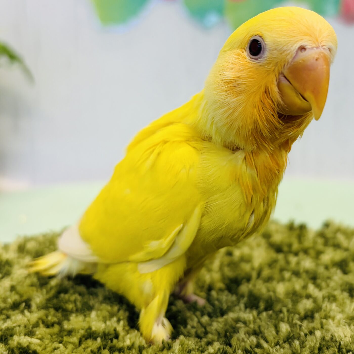 コザクラインコ(タイガーチェリー) - 大阪・兵庫のペットショップ｜犬
