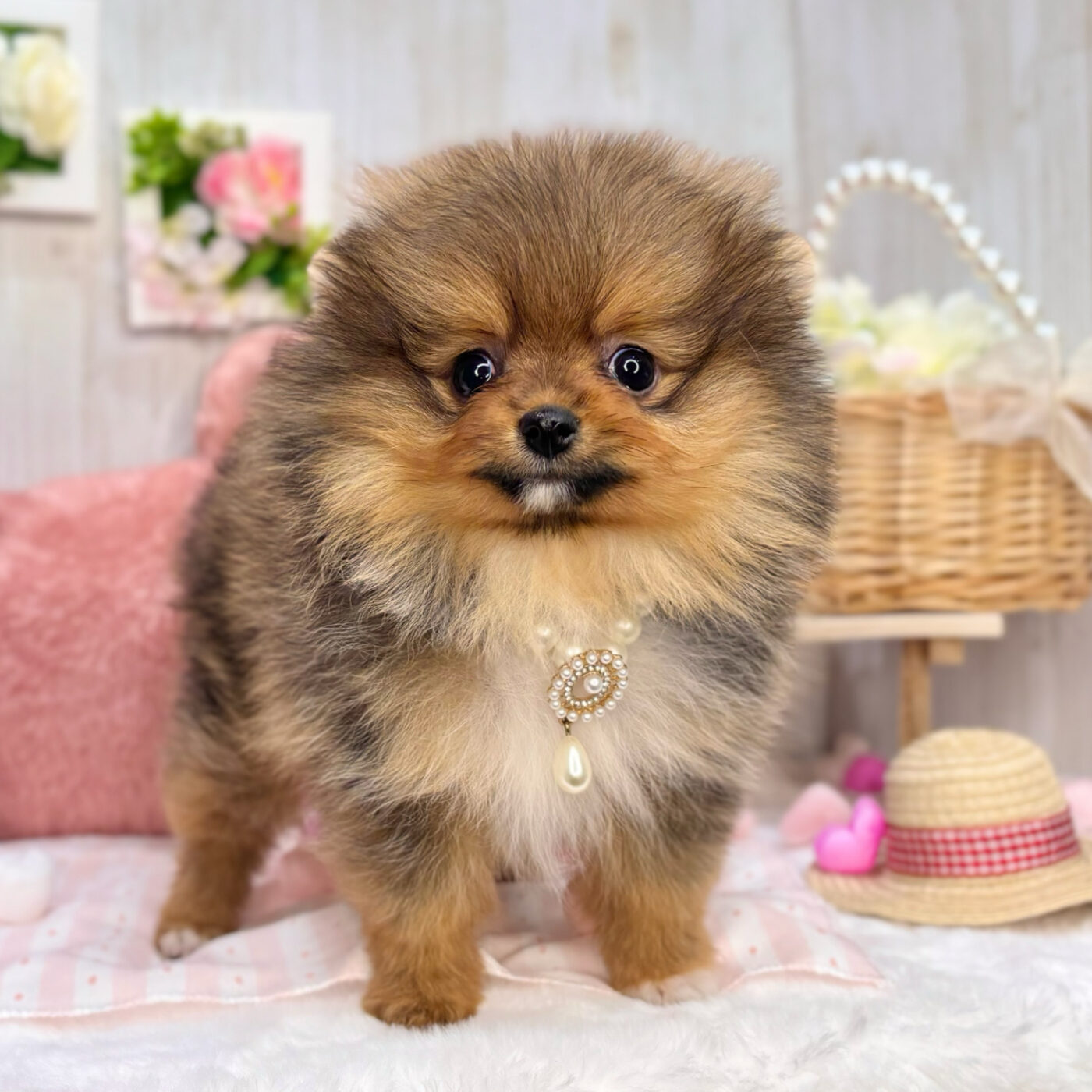 ポメラニアン - 大阪・兵庫のペットショップ｜犬猫・トリミングなら