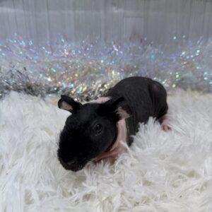 スキニーギニアピッグ IMG_6311