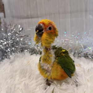 コガネメキシコインコ IMG_6341