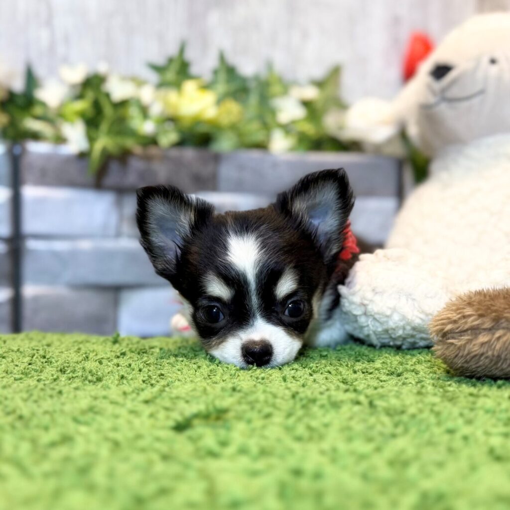 チワワ - 大阪・兵庫のペットショップ｜犬猫・トリミングならピースワン
