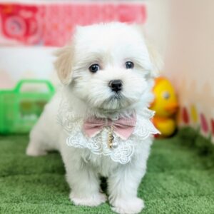 PXL_20260403_045712505.PORTRAIT~2