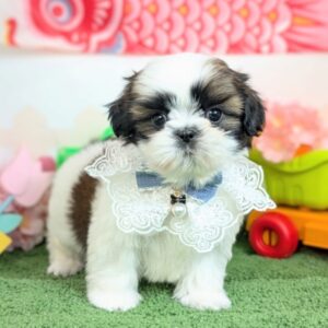 シーズー PXL_20260403_063247326.PORTRAIT~2