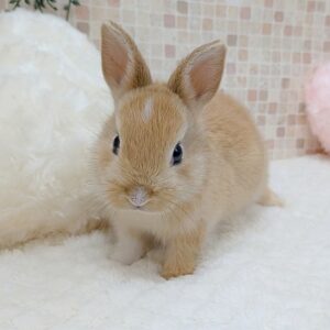 PXL_20260403_075235004