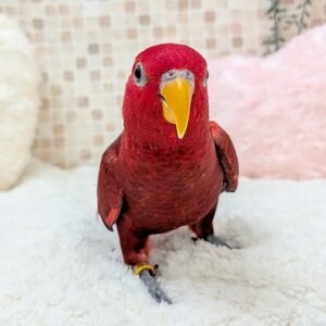 ヒインコ PXL_20260403_080956554~2