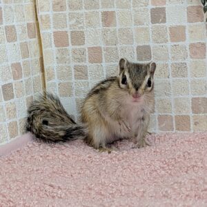 PXL_20260414_071937525