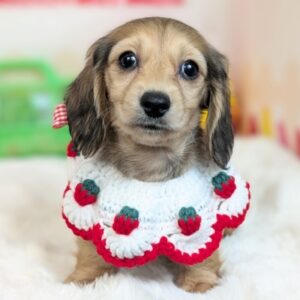 PXL_20260417_052047262.PORTRAIT~2