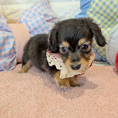 ミニチュアダックスフンド - 大阪・兵庫のペットショップ｜犬猫