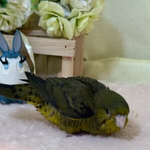 さざなみ1