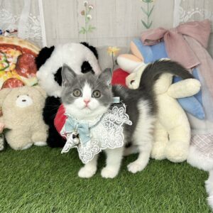 ブリはちわれ4