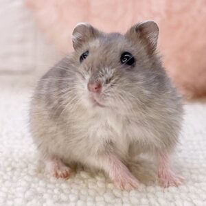 ブルーサファイア 1