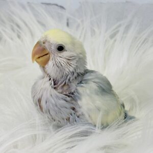 image0