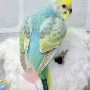 オカメインコ(ルチノー)