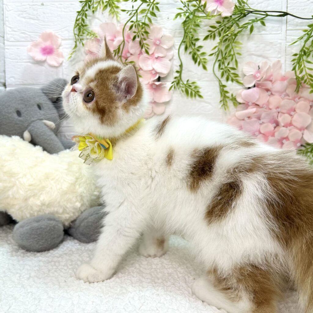 エキゾチックショートヘア - 大阪・兵庫のペットショップ｜犬猫