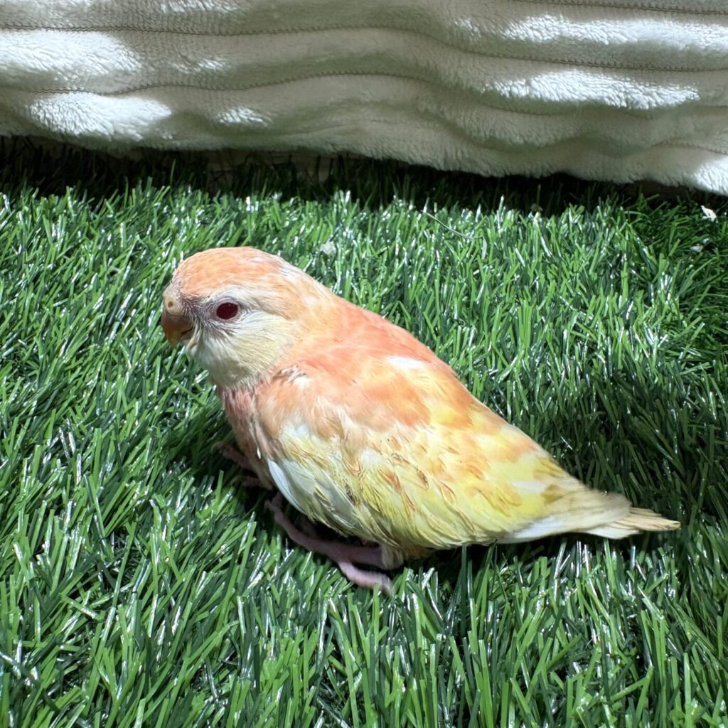 ぷーやんち　nasu farm アルビオン　大阪　神戸 アキクサインコ ルビノー - 大阪・兵庫のペットショップ｜犬猫