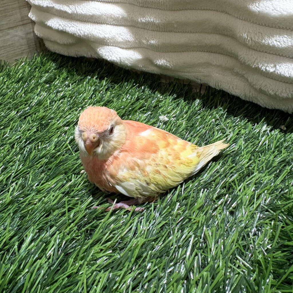 ぷーやんち　nasu farm アルビオン　大阪　神戸 アキクサインコ ルビノー - 大阪・兵庫のペットショップ｜犬猫
