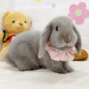 ロップ