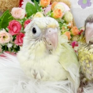 ホオミドリアカオウロコインコ ムーン2