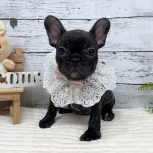フレンチブルドッグ 1