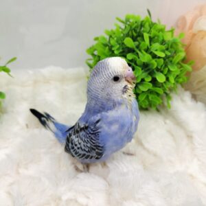 セキセイインコ oplus_0