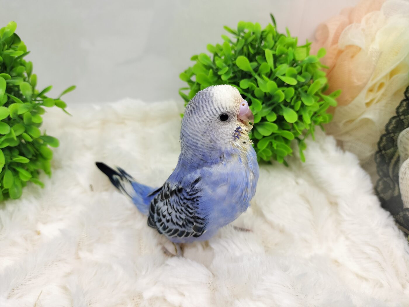 セキセイインコ - 大阪・兵庫のペットショップ｜犬猫・トリミングなら