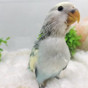 コザクラインコ oplus_0