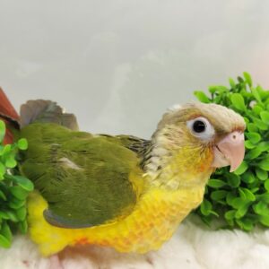 ホオミドリアカオウロコインコ(パイナップル) oplus_0