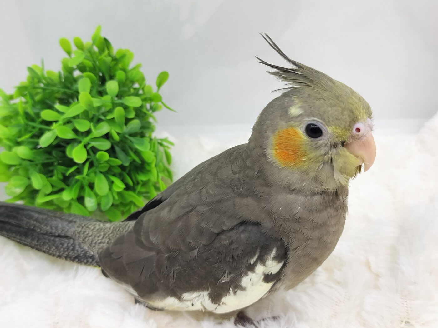 オカメインコ(ノーマル) - 大阪・兵庫のペットショップ｜犬猫 