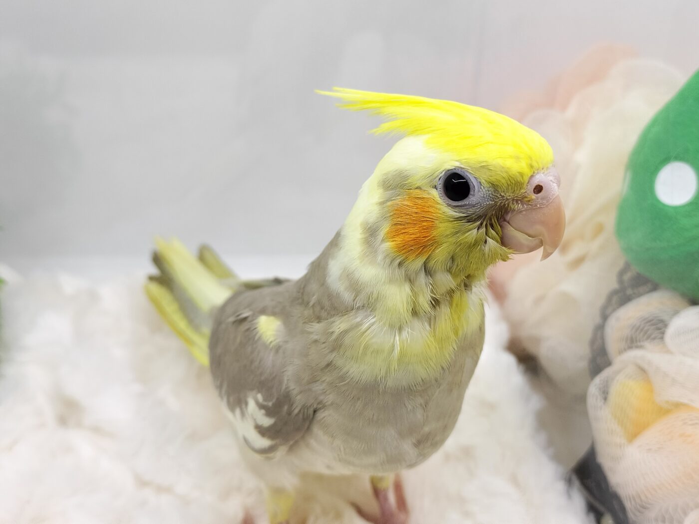 オカメインコ(シナモンパイド) - 大阪・兵庫のペットショップ｜犬猫