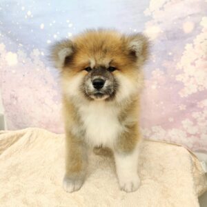 秋田犬 1000073968