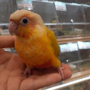 ホオミドリウロコインコ サンチーク 20260427_160112