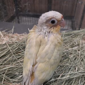 ホオミドリアカオウロコインコ ムーンチーク 20260522_164606