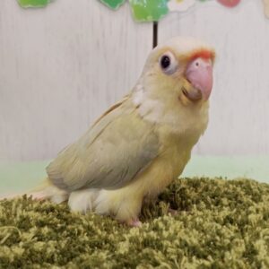 ウロコインコ(ムーンチーク) 260516171251896~2