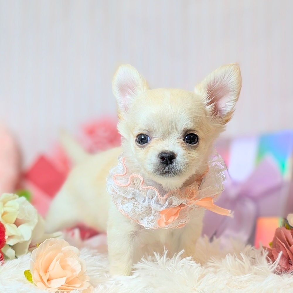 チワワ - 大阪・兵庫のペットショップ｜犬猫・トリミングならピースワン