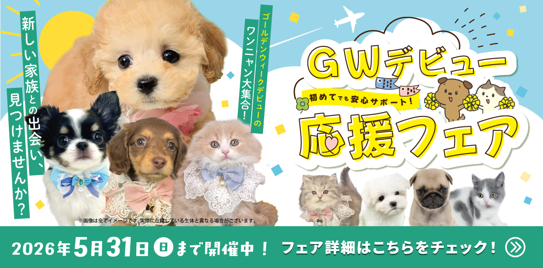 ペットショップピースワン🐶ゴールデンウィークデビュー応援フェア🐱