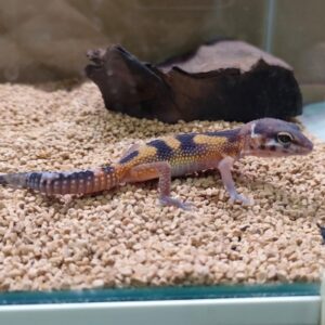 ヒョウモントカゲモドキ IMG20260504145336