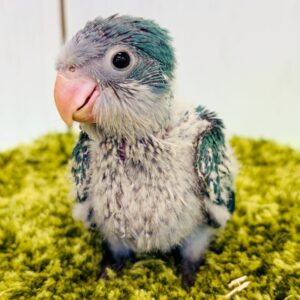 オキナインコ(ターコイズオパーリン) IMG_1545