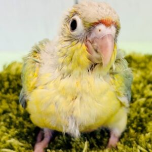 ホオミドリアカウロコインコ(ミント) IMG_1592