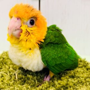 シロハラインコ IMG_1606