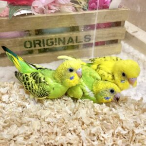 セキセイインコ IMG_2010