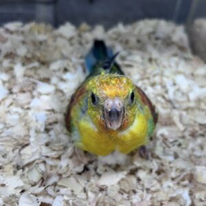 ビセイインコ (オパーリン) IMG_7560