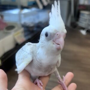 オカメインコ(wfシナモンパールパイド) IMG_7574