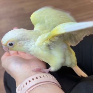 ウロコインコ IMG_7581